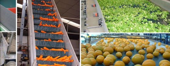 Food Conveyor Belt Systems