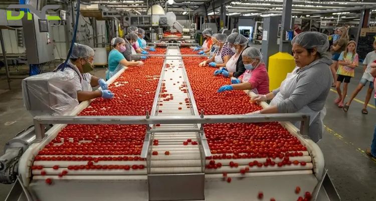 Food Conveyor Belt Systems for Hygienic Automation 3 Key Factors to Consider When Choosing a Food Conveyor Belt