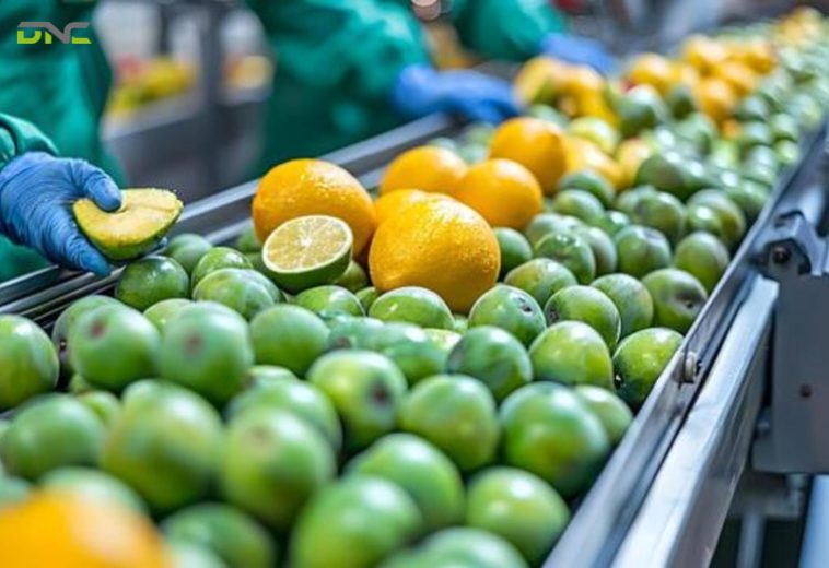 FFB Conveyor: Complete Guide for Palm Oil Mills Malaysia